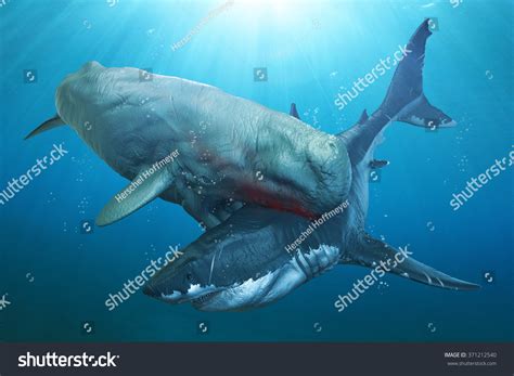 livyatan vs megalodon